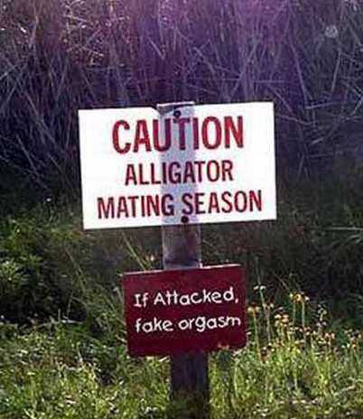 Aligator Season.jpg