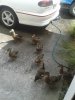 Ducks help wash car.jpg