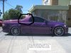 purple maloo2.JPG